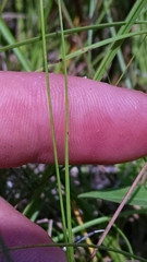 Rhynchospora capillacea