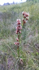 Cladium mariscoides
