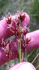 Cladium mariscoides