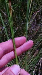 Cladium mariscoides