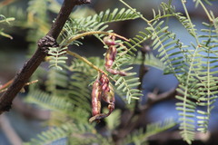 Prosopis odorata