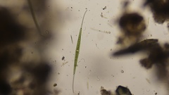 Closterium setaceum