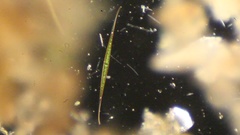 Closterium setaceum
