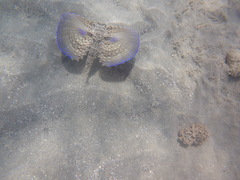 Dactylopterus volitans