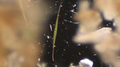 Closterium setaceum