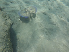 Dactylopterus volitans