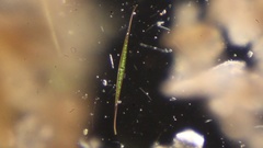 Closterium setaceum