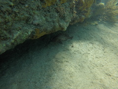 Pareques acuminatus