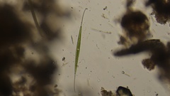 Closterium setaceum