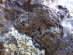 Rhizocarpon badioatrum