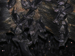 Rousettus leschenaultii