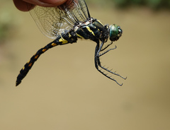 Onychothemis testacea