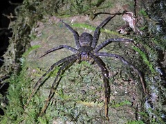 Heteropoda boiei