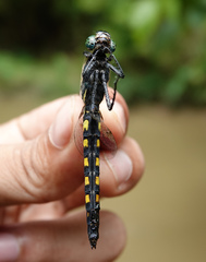 Onychothemis testacea