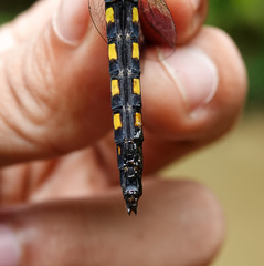 Onychothemis testacea