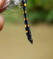 Onychothemis testacea