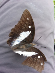 Polyura schreiber tisamenus
