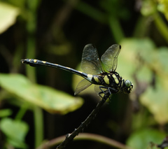 Ictinogomphus