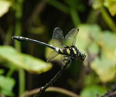 Ictinogomphus