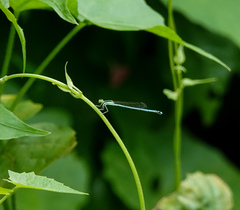 Agriocnemis lacteola