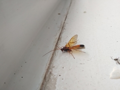 Ctenopelmatinae