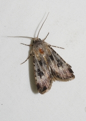 Agrotis radians