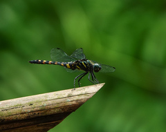 Onychothemis testacea