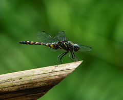 Onychothemis testacea