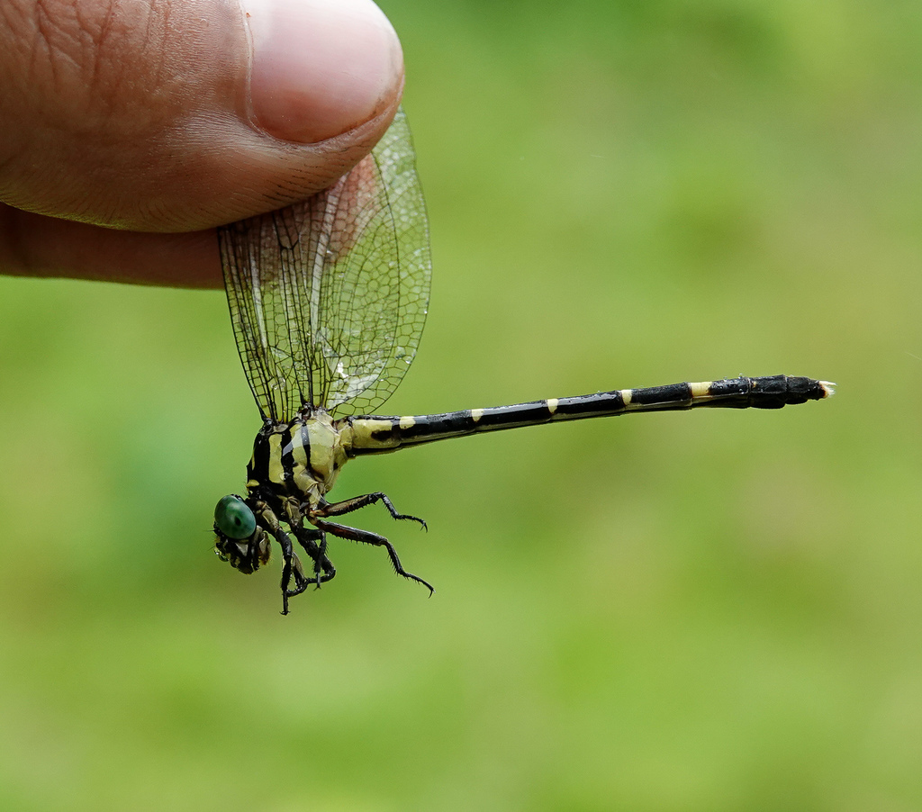 Heliogomphus spirillus