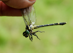Heliogomphus