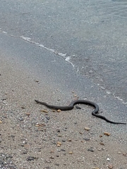 Nerodia sipedon insularum