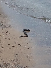 Nerodia sipedon insularum