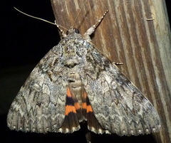 Catocala umbrosa