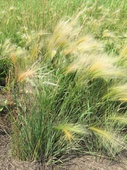 Hordeum jubatum