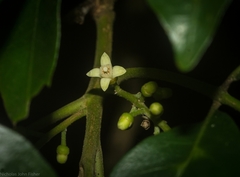 Dysoxylum fraserianum