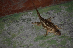 Sceloporus albiventris