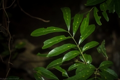 Dysoxylum fraserianum