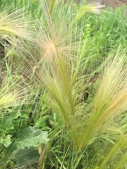 Hordeum jubatum