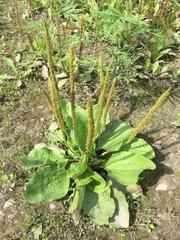 Plantago major