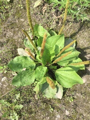 Plantago major