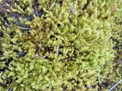 ribbed bog moss