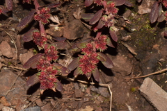 Euphorbia densiflora