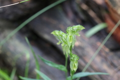 Pterostylis smaragdyna