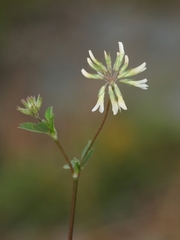 Trifolium breweri
