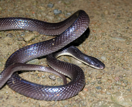 Greater Black Krait, Bungarus niger
