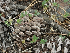 Trifolium breweri
