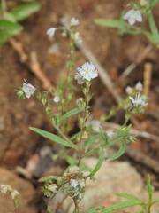 Phacelia pringlei