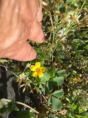 Oxalis suksdorfii