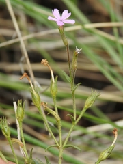 Phlox speciosa