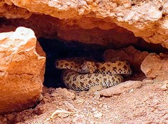 Crotalus oreganus concolor
